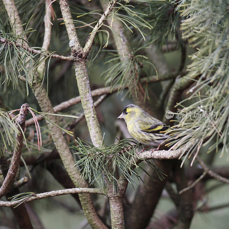 欧亚金雀花(Carduelis spinus)雄性